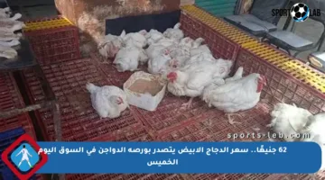 62 جنيهًا.. سعر الدجاج الأبيض يتصدر بورصة الدواجن في السوق اليوم الخميس